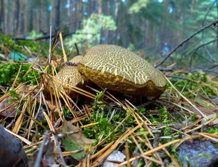ZAJĄCZEK © tanex82