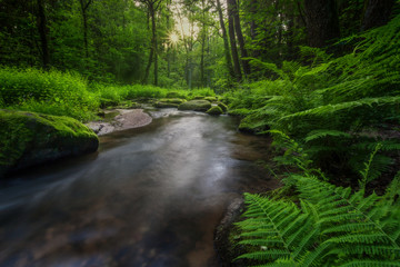 Dark and moody edit of a little creek in a magical fantasy forest in bavaria. Spooky mystical...