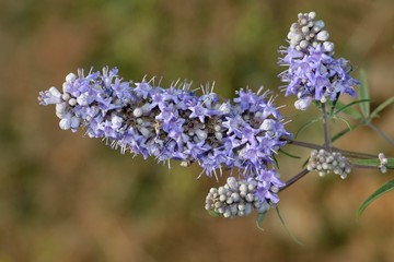 Vitex agnus-castus, also called vitex, chaste tree (or chastetree), chasteberry, Abraham's balm,...