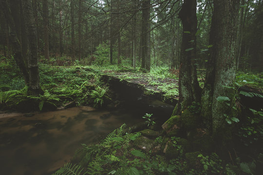 Dark and moody edit of a little creek in a magical fantasy forest in bavaria. Spooky mystical feeling. Romantic fern, deadwood and roots.