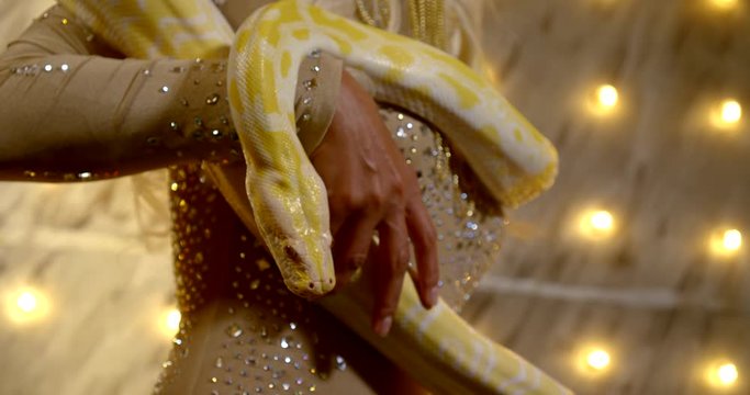 woman is holding yellow python on her body, closeup view in circus