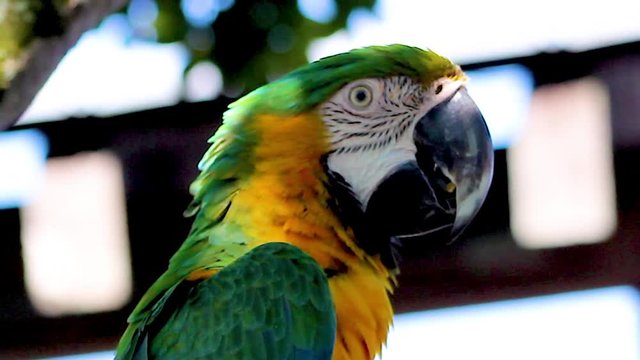 The Green and Yellow Ara Macaw Parrot Bird Close up.