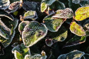 Close-up, shallow focus of newly formed frost seen on young, newly sprouted leaves in a garden in the UK. Taken during early morning, golden sunlight can be seen formed on the leaves.