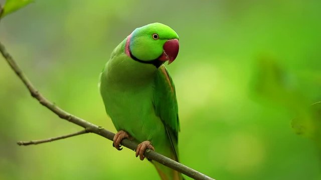Alexandrine parakeet in Thailand.