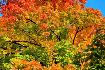 Herbstlaub Hintergrund