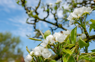 Wide angle view of an solitary Honey Bee seen having just gathered nectar from a fresh Apple Tree blossom. 