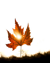 Autumn leaf