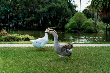 Obraz premium A pair of southern geese waddling in a grassy park in New Orleans, Louisiana USA.