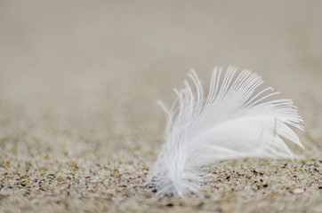 Swan feather on the sand