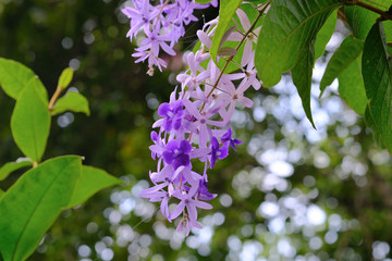 Purple flowers backdrop bokeh nature from the leaves