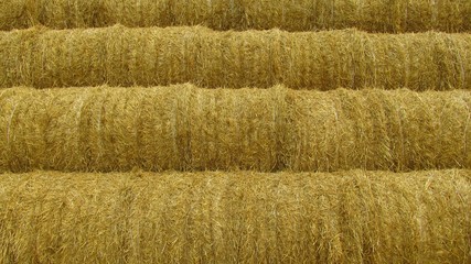 Background of hay in rolls