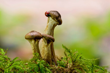 honey fungus