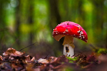 Fly agaric mushroom