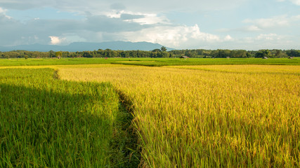 Beautiful yellow and green natural rice fields