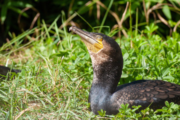 Kormoran
