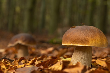 Ein schöner Steinpilz steht im Herbstwald und bekommt ein paar Strahlen der Herbstsonne ab, eine Fliege sitzt auf dem Pilz