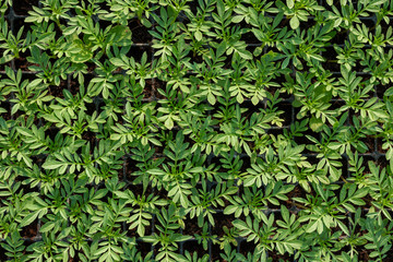 Obraz premium Small seedlings in the planting tray, The vegetable tray in the farm. Top view