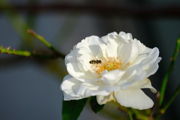 rose flower in the garden