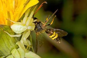 Spinne