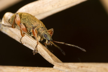 Rüsselkäfer