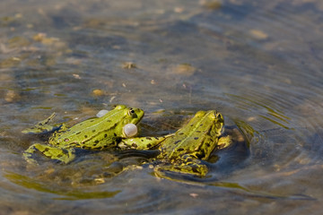 Frosch - Wasserfrosch