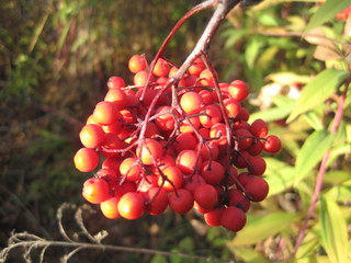 Red ashberry on the branch with green leaves background.
