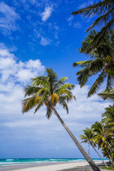 Beach with palm trees at the Indian Ocean