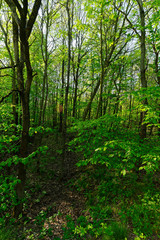Obraz premium Wald auf der Sophienhöhe, Nähe Elsdorf