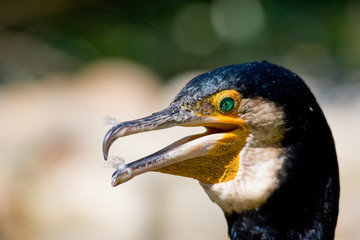 Kormoran