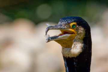 Kormoran