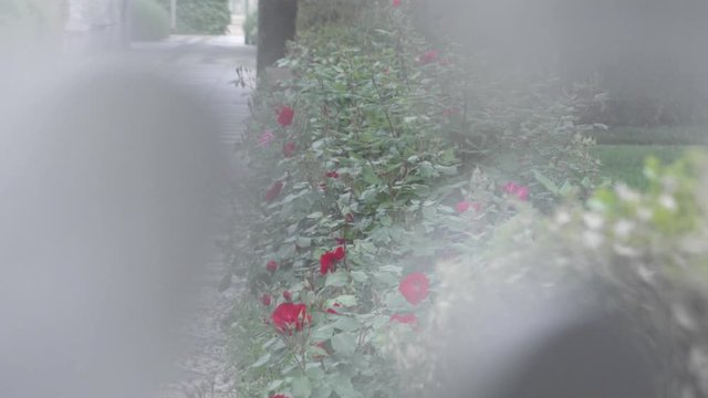 giardino di rose rosse spiato dal buco della serratura