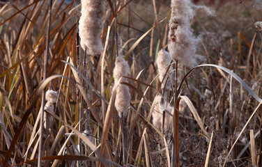 Cattail fluffy 