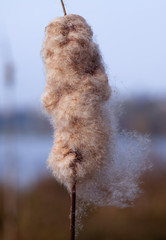 Cattail fluffy