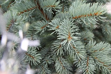 Christmas tree with tinsel closeup
