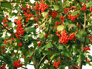 Rowan branches in the fall on a tree. Red berries.