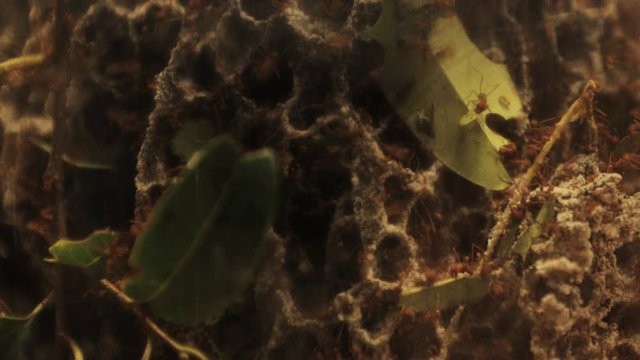 leafcutter ants cuting leaves in the chamber full of fungae