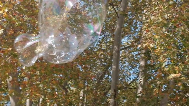At Margaret island for the day and there was a man entertaining kid by blowing lots of bubble in the air