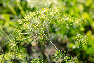 Inflorescence of dill in the garden closeup. Fragrant dill on the garden. Umbrella dill closeup. Fennel is a fragrant plant used in cooking and traditional medicine.