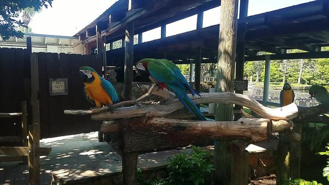 Ara Macaw Parrots on branches at a amusement park.