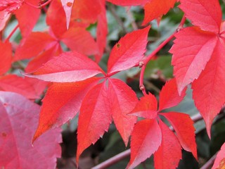 Bright red autumn leaves in october in a Hungarian garden