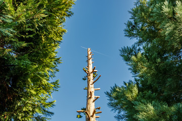 Fototapeta premium Isolated and stripped Pine Tree seen frames by tall smaller trees in a forest clearing in a wilderness. A jet vapour trail can be seen at the top of the central tree, giving it an interesting view.