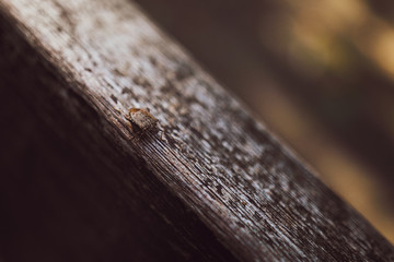 Close up image with a brown marmorated stink bug (Halyomorpha halys) on a wooden bench