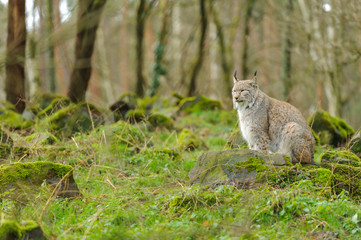 Luchs im Tierpark