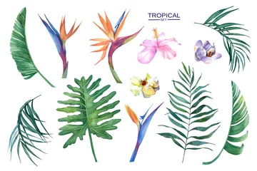 Küchenrückwand Plexiglas Strelitzia Schönes Aquarellset aus Blumen und Blättern für Design und Textilien.