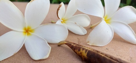 Fototapeta na wymiar white frangipani flowers and stones on bamboo mat