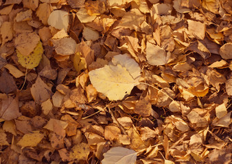 Abstract background of fallen birch and poplar leaves, yellowed in the autumn sunshine.
