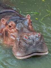 Portrait on face of hippo in green water background.