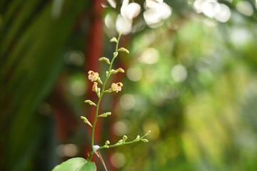Green tree leaves in the rainforest in Thailand.
