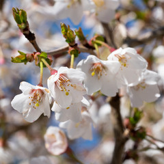 Fuji cherry, Prunus incisa
