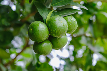 Close-Up Of Green Lime On Trees